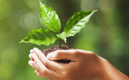 Photo of a pair of hands holding a green seedling