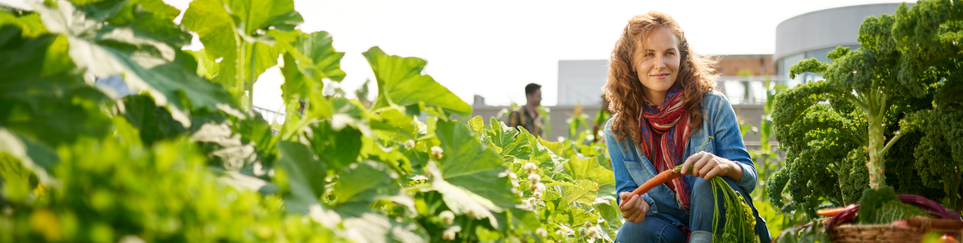 Woman crouching in between rows of rhubarb and kale